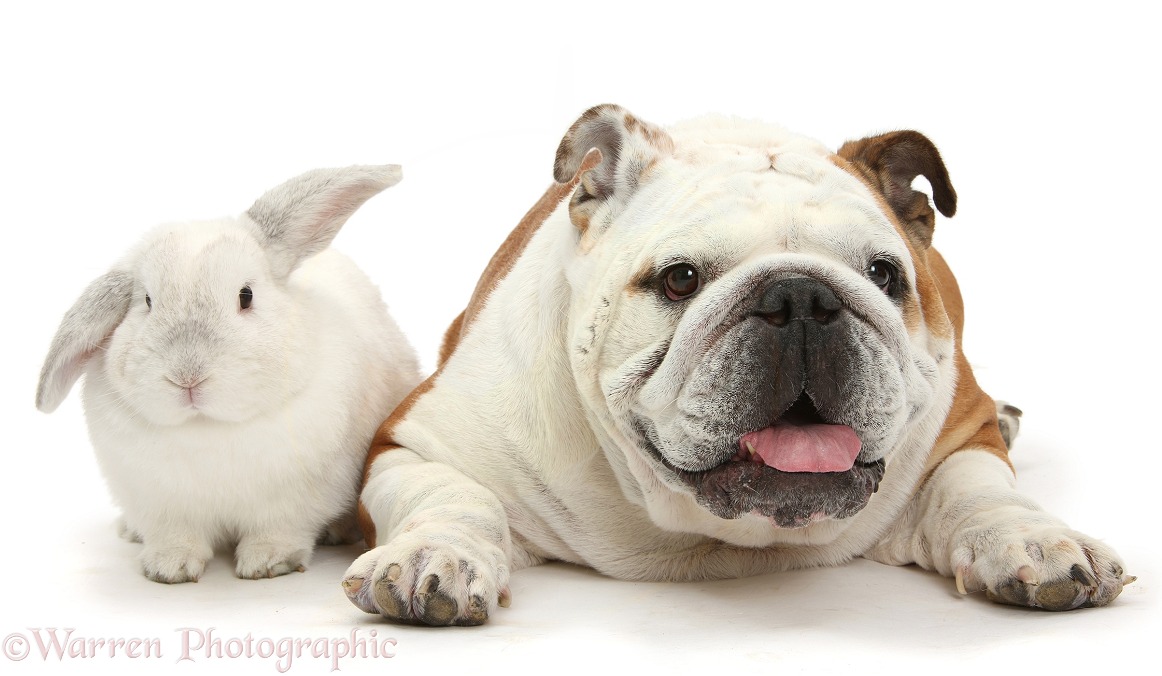 Bulldog and white rabbit, white background