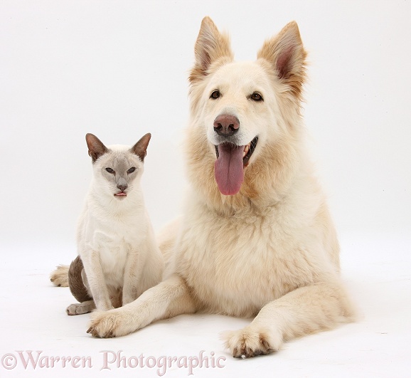 White German Shepherd Dog, Bronya, 5 years old, and Blue point Siamese cat, Jacob, 9 years old, white background