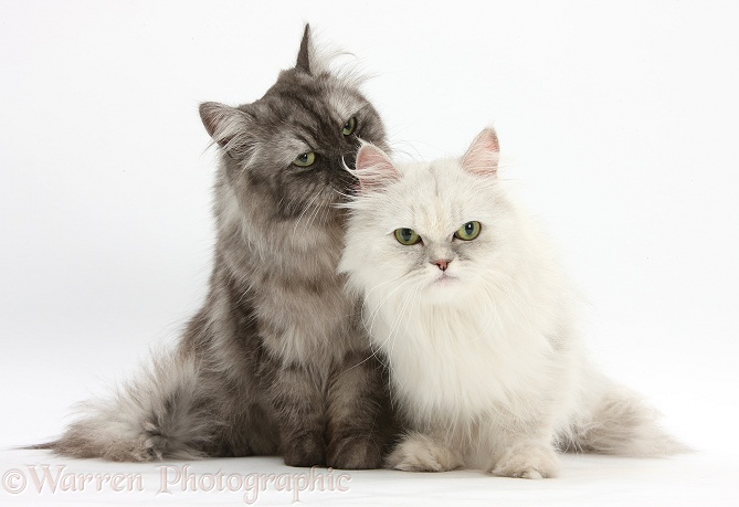 Chinchilla Persian female cat, Spyder, 6 years old, with Persian x Birman female cat, Forrest, 2 years old, white background