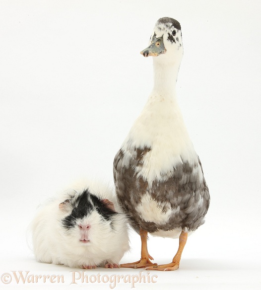 Call Duck and black-and-white Guinea pig, white background