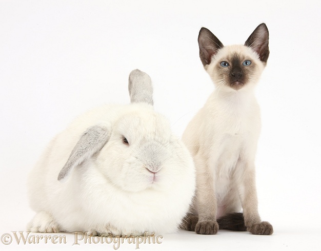 Siamese kitten, 10 weeks old, and white rabbit, white background
