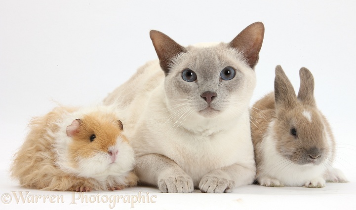 Siamese-cross cat, Isaac, with baby Guinea pig and rabbit, white background