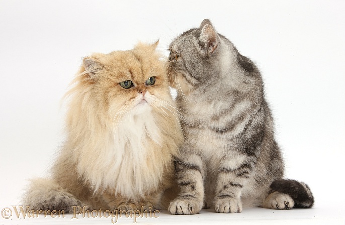Golden Chinchilla Persian female cat, Jazzy, 6 years old, with Silver tabby Exotic male cat, Bugsie, 5 years old, white background