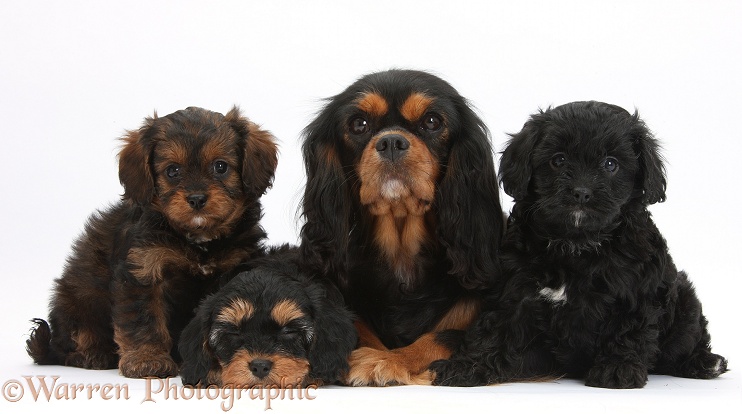 Black-and-tan Cavalier King Charles Spaniel mother and her Cavapoo pups, white background