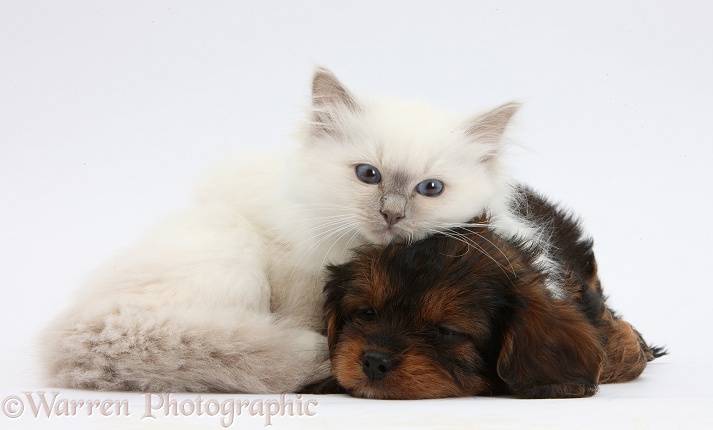 Sleepy black-and-tan Cavapoo pup and blue-point kitten, white background