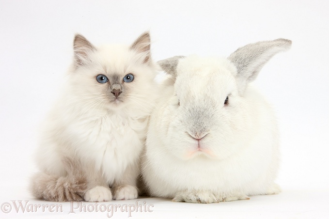 Blue-point kitten with white rabbit, white background