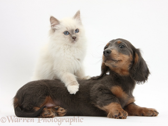 Blue-point kitten and blue-and-tan Dachshund pup, Baloo, 15 weeks old, white background