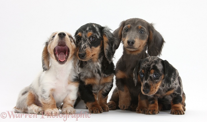 Blue-and-tan Dachshund pup, Baloo, and assorted merle Dachshund pups, white background