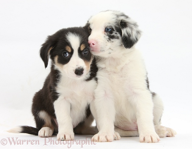 Tricolour and merle Border Collie puppies, 6 weeks old, white background