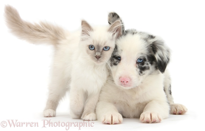Blue-point kitten and merle-and-white Border Collie puppy, 6 weeks old, white background