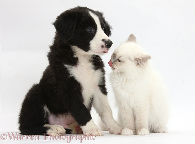 Black-and-white Border Collie pup, 6 weeks old, and colourpoint kitten, white background