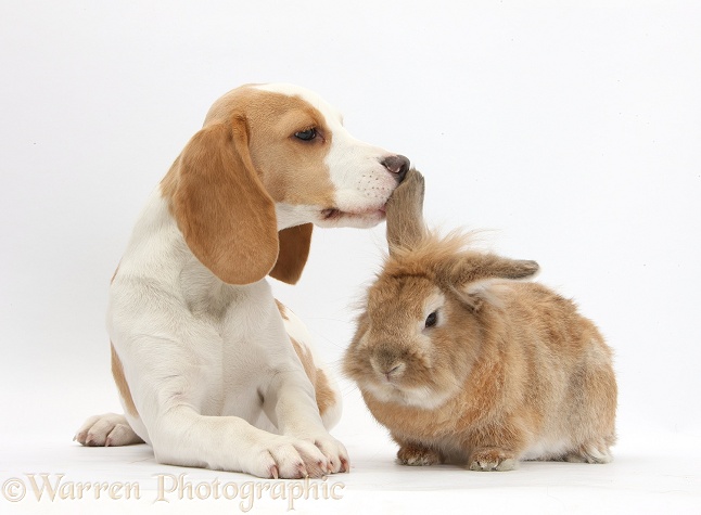 Orange-and-white Beagle pup and rabbit, white background