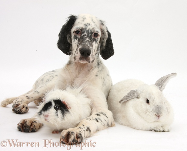 Blue Belton English Setter pup, Belle, 16 weeks old, with rabbit and Guinea pig, white background