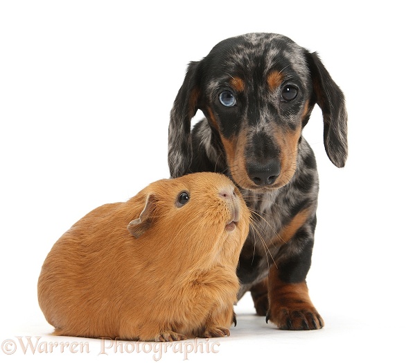 Tricolour merle Dachshund pup and red Guinea pig, white background
