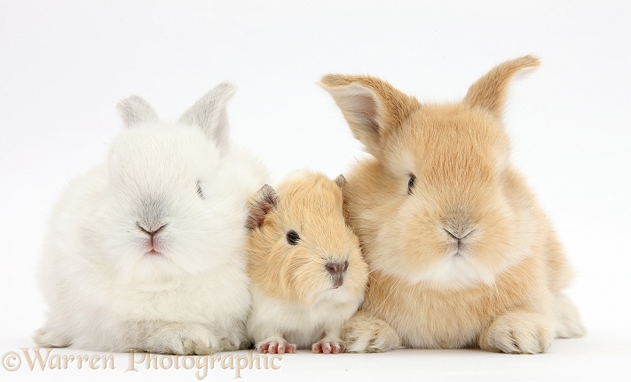 White and sandy rabbits with Guinea pig, white background