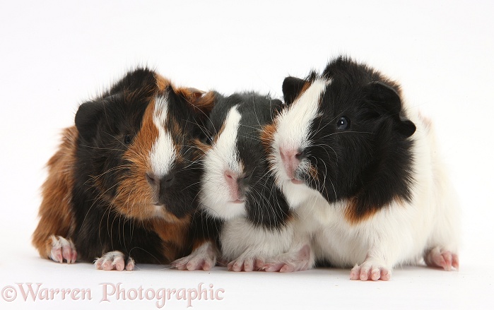 Three tricolour young Guinea pigs, white background