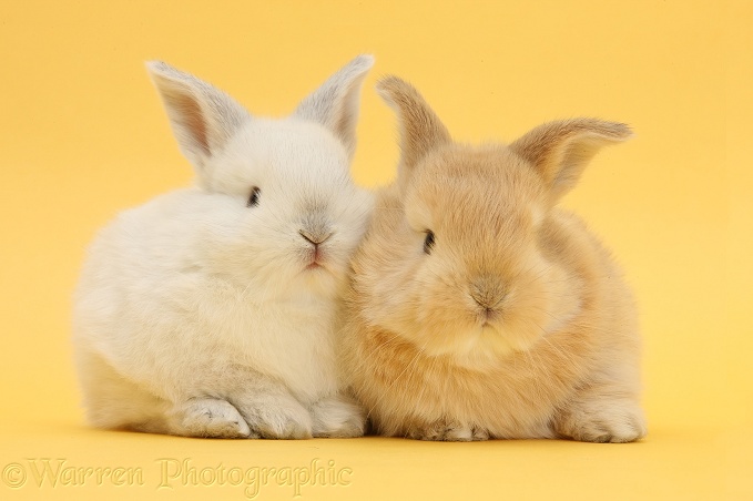 White and baby sandy rabbits on yellow background
