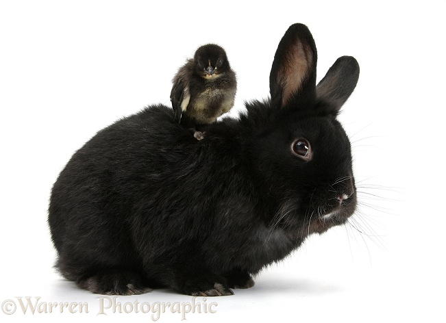 Black rabbit and black Bantam chick, white background