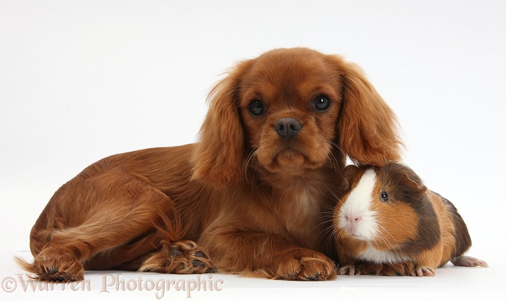 Ruby Cavalier King Charles Spaniel pup, Flame, 12 weeks old, and Guinea pig, white background