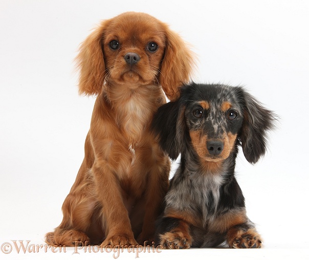 Ruby Cavalier King Charles Spaniel pup, Flame, 12 weeks old, and tricolour merle Dachshund, Puzzel, 6 months old, white background