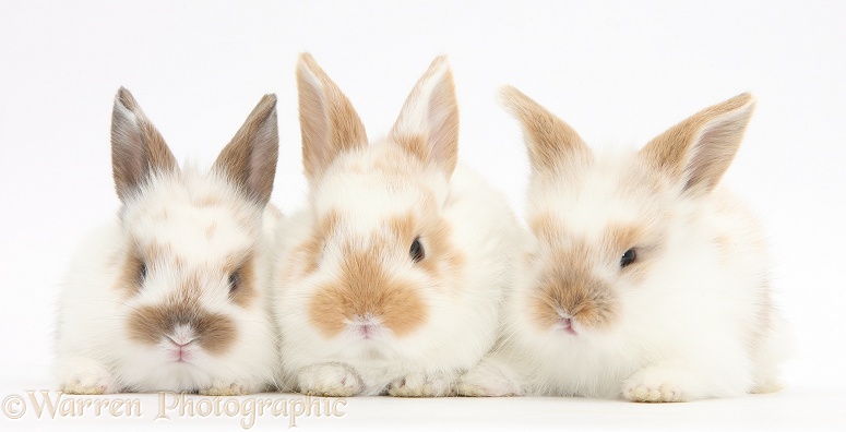 Three cute baby rabbits, white background
