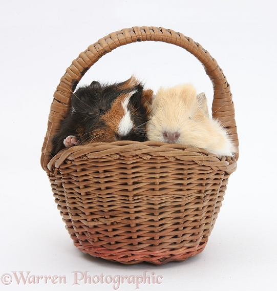 Baby Guinea pigs in a wicker basket, white background