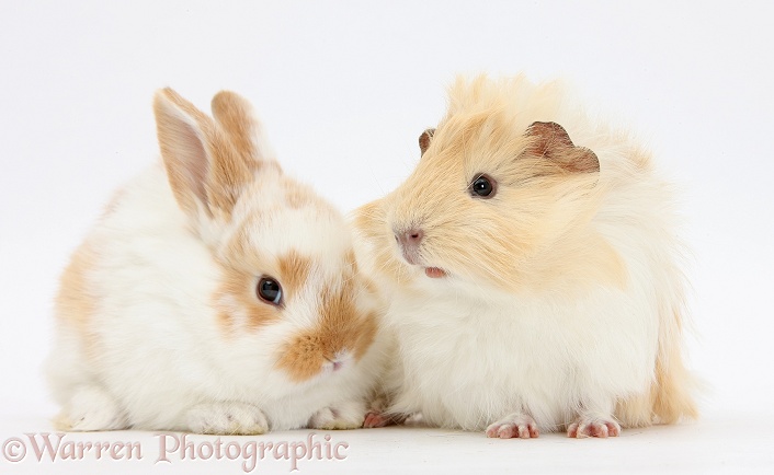 Guinea pig and baby rabbit, white background
