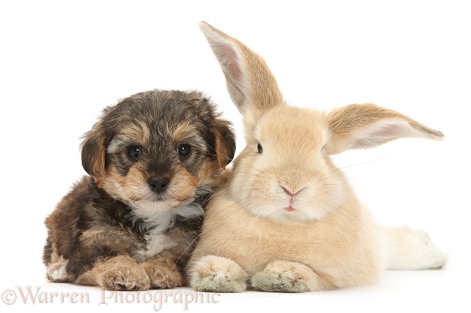 Yorkipoo pup, 6 weeks old, with sandy rabbit, white background