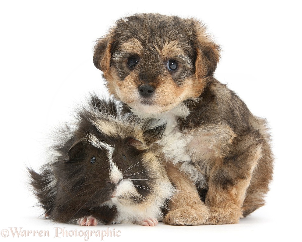 Yorkipoo pup, 6 weeks old, with Guinea pig, white background