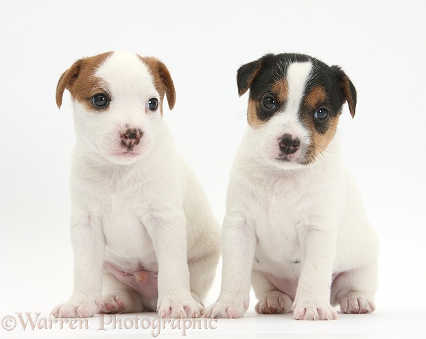 Two Jack Russell Terrier puppies, 4 weeks old, white background