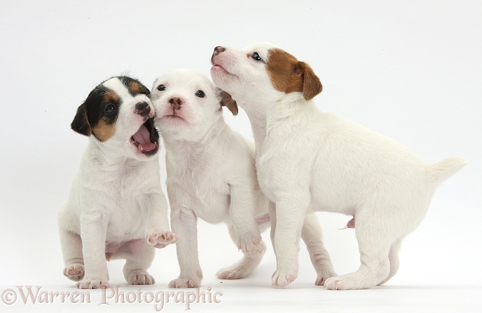 Three playful Jack Russell Terrier puppies, 4 weeks old, white background