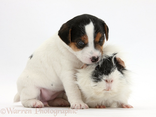 Jack Russell Terrier puppy, 4 weeks old, and black-and-white Guinea pig, white background