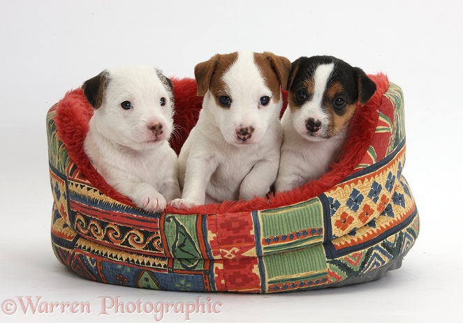 Three Jack Russell Terrier puppies, 4 weeks old, in a soft dog bed, white background