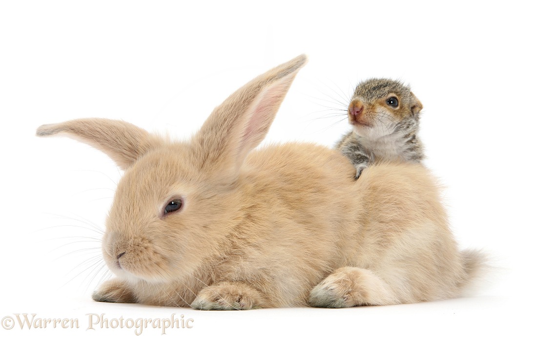 Young Grey Squirrel and sandy rabbit, white background