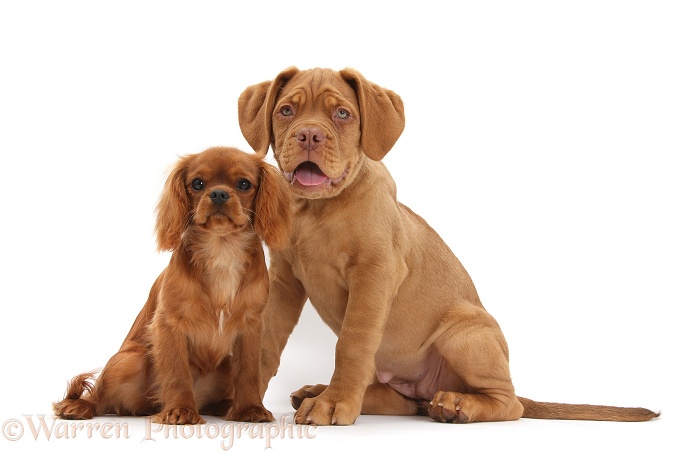 Dogue de Bordeaux puppy, Freya, 10 weeks old, with Ruby Cavalier King Charles Spaniel bitch, Flame, white background