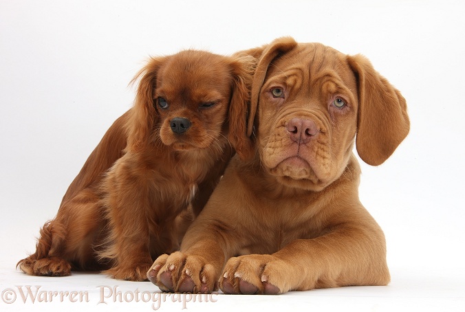 Dogue de Bordeaux puppy, Freya, 10 weeks old, with Ruby Cavalier King Charles Spaniel bitch, Flame, white background