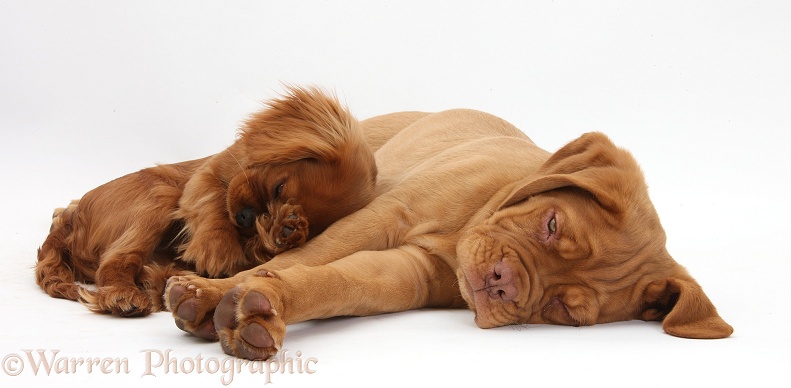 Sleepy Dogue de Bordeaux puppy, Freya, 10 weeks old, with Ruby Cavalier King Charles Spaniel bitch, Flame, white background