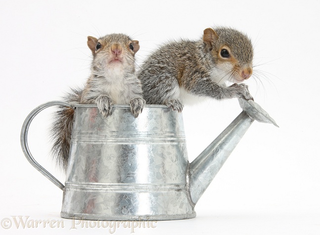 Young Grey Squirrels (Sciurus carolinensis) in a little metal watering can, white background