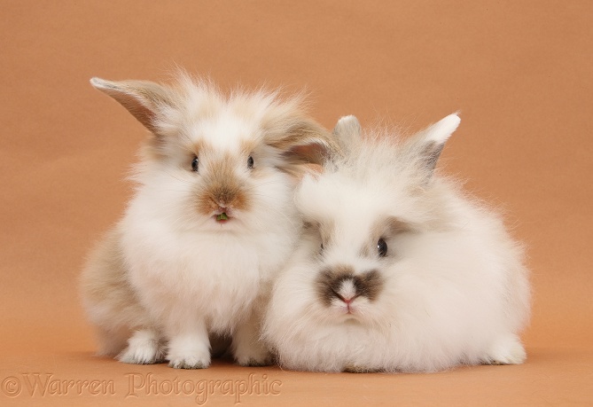 Young fluffy rabbits on brown background