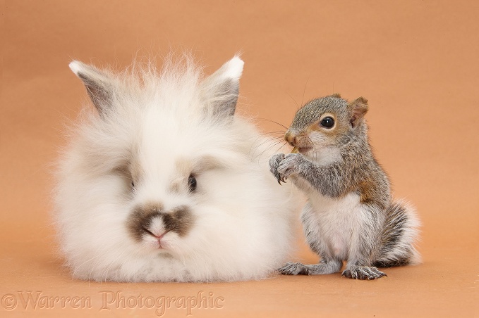 Young fluffy rabbit and Grey Squirrel on brown background