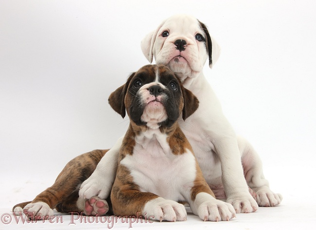 Two Boxer puppies lounging together, white background