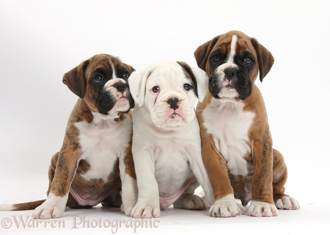 Three Boxer puppies sitting, white background