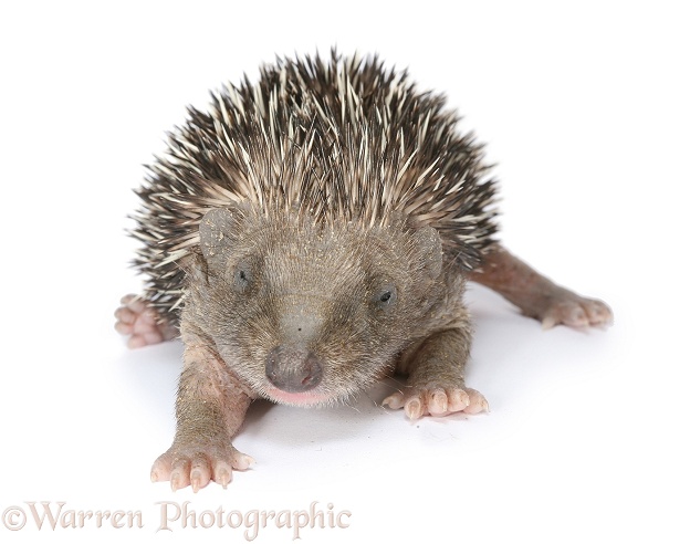 Hedgehog (Erinaceus europaeus) baby, 2 weeks old, white background