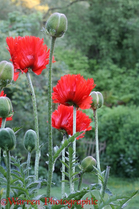 Red Oriental Poppy (Papaver orientale) flowers