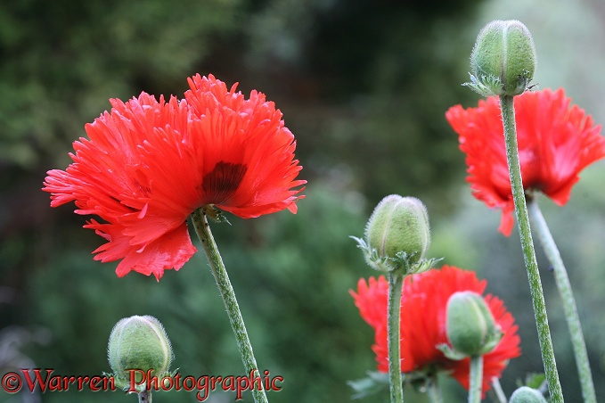Red Oriental Poppy (Papaver orientale) flowers