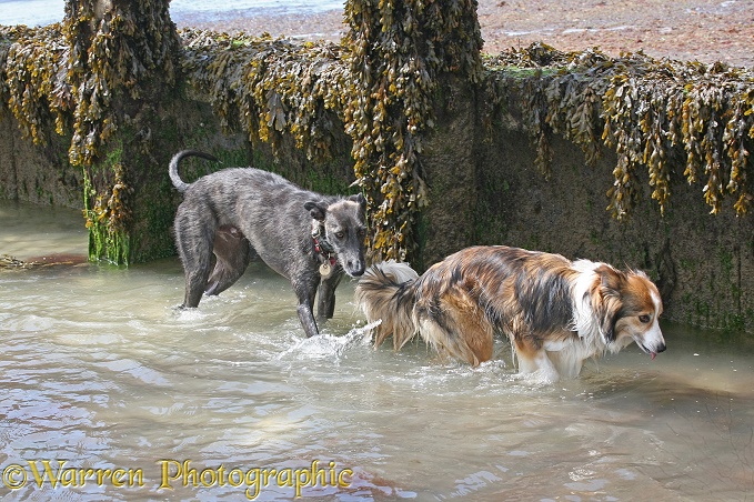 Sable border collie Teal and deerhound lurcher Kite at the seaside