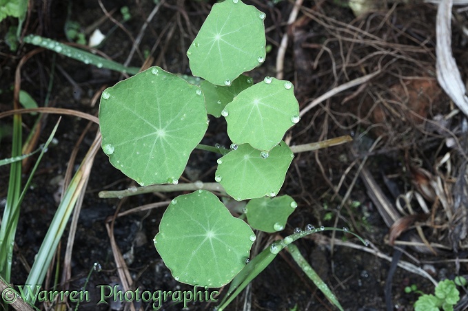 Nasturtium (Tropaeolum majus) leaves showing guttation