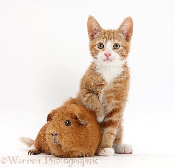 Ginger kitten, Ollie, 10 weeks old, with red Guinea pig, white background