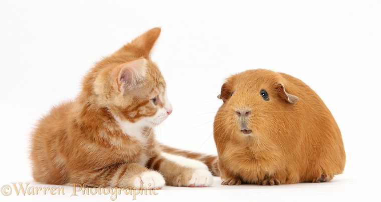 Ginger kitten, Ollie, 10 weeks old, with red Guinea pig, white background