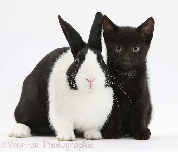 Black male kitten, Buxie, 8 weeks old, with black-and-white Dutch rabbit, white background